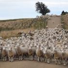 Despite a tough few decades, the sheep industry has continued to innovate. PHOTO: STEPHEN...