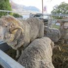 Merino rams were on display at the entrance to the recent Royal Agricultural Society’s Golden Fleece competition, Lake Wanaka Centre, Wanaka.