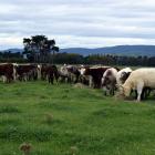 A herd of 7-month-old beef Shorthorn weaners eat hay on Westwood Farm in Papatotara near...