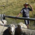 Earnscleugh Station co-owner Alistair Campbell prepares sheep for a hunt event at the Omakau...