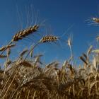 Russia and Ukraine together account for nearly a third of global wheat supplies. Photo: Reuters 