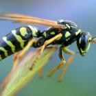 Polistes dominula, or the European paper wasp has been spotted in Alexandra. A recent arrival to...