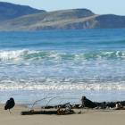 Oystercatchers could be among species gaining further protection from dogs at Jacks Bay in the...