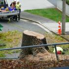 Contractors tidy up after felling an oak tree at the top of Lawrence’s Zig Zag track yesterday. ...