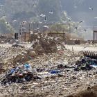 The Green Island Landfill teems with black-backed gulls last week. There are concerns some of the...