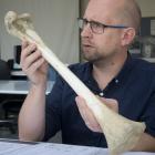 Dr Nic Rawlence examines a juvenile moa tibia at the University of Otago zoology department....