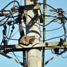 Ratbag the cat considers the consequences of her actions after climbing up a power pole in...