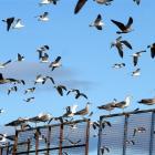 Seagulls at the Green Island landfill. Photo by Stephen Jaquiery.