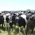 DairyNZ figures show Otago-Southland was home to 17.1% of the national dairy herd during the 2017...