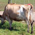 Jersey cow Posterity Man Susie sold to a South Otago dairy stud for $55,000 - the highest price...