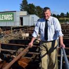 Rural Livestock agent Don Roney (68) selling calves at Palmerston Saleyards, his final major sale...