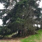Hannah Forbes (5) plays on a macrocarpa tree on her grandfather’s farm in Invercargill. He thinks...