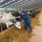 Papakura High School pupil Amazinggrace Liaina (17) pats a cow in a winter barn. PHOTOS: SUPPLIED