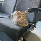 Four-legged Fernhill resident Rubei, who is becoming a regular Queenstown Orbus user. PHOTO:...