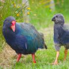 The young takahe learnt valuable foraging and life skills from their parents. PHOTO: ANNA DUNLOP