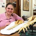 Postdoctoral fellow Amber Coste with a 25 million-year-old tusked dolphin, which she will be able...