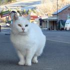 Bowie, the much-loved tailless Lawrence cat, is moving on from his chequered past. PHOTOS:...