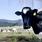 China has reportedly banned exports from four Australian abattoirs amid rising tensions between...