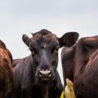 Police were already at the abattoir so were pointed in the direction of where the cattle had fled...