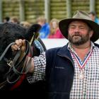 Lilliesleaf Stud owner Rob Hall, of Waikaka, leads a belted Galloway bull at the Canterbury A&amp...