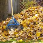 The last of the autumn leaves can be collected and added to the compost heap. PHOTO: GETTY IMAGES