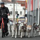 Dunedin man and husky owner Larry Nichvolodov runs his huskies up Maclaggan St near where he was...