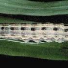 The moth’s caterpillar stage. PHOTOS: MERLIN CROSSLEY