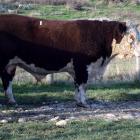 Bull Limehills Blast, Lot 1, fetched the highest price of $42,000 at the Limehills Herefords 43rd...