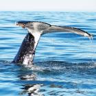 A Humpback whale tail, coated with barnacles, during the recent Great Kaikoura Whale Count. PHOTO...