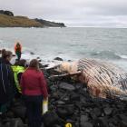 The whale was found on the beach north of Dunedin last Friday. Photo: Stephen Jaquiery