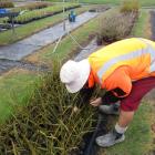 An Otago Corrections Facility nursery worker tends native plants destined for the Halo Project...