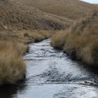 Ian Hadland of Otago Fish and Game surveys a tributory of Lake Onslow in Central Otago. PHOTO:...