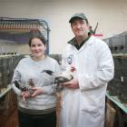 Maddie Taylor (13) has been helping her father, John, of Ashburton, with judging at the Oamaru...