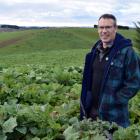 AgResearch senior scientist David Stevens inspects a kale crop on a deer farm in Eastern...
