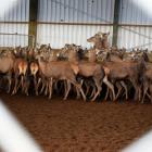 Stags in a winter barn on farm Top Deck Trading in Eastern Southland.