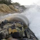 Sand sausages at St Clair Beach in Dunedin get a thrashing from the tide yesterday. PHOTO: PETER...