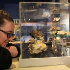 Tuhura Otago Museum guide Emma Morris inspects the fossils of extinct leatherback turtle,...