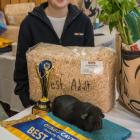 Otago Cavy (Guinea Pig) Club president Josh Wilson-Jones is pictured with his Best in Show...