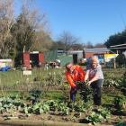 Green Island community garden co-ordinator Marion Thomas and her husband, Joe, pick kale from the...