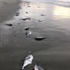Dead juvenile Ray’s bream lie on Long Beach on Sunday. PHOTO: GARY ALLPRESS