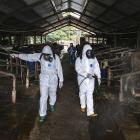 Officers spray disinfectant at a cattle farm infected with foot and mouth disease Indonesia last...