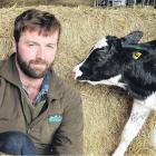 Robbie Wakelin, of Belbrook Holsteins at Springbank, with a stud calf. PHOTO: JOHN COSGROVE