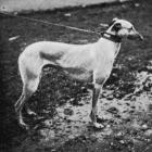 Mr M. Hannan’s Pretty Mickey, winner of the Waterloo Cup coursing meeting at Forbury Park,...