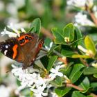 Red admiral butterfly (kahukura). PHOTO: GETTY IMAGES