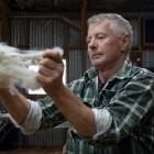 David Shaw classes fibre shorn from a Cashmere goat on his farm.