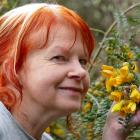 South Otago Forest &amp; Bird member Janine Thompson inspects a kowhai flower at Earthlore...