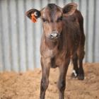 A young calf. PHOTO: CHRISTINE O'CONNOR