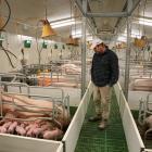 The pork industry says farrowing crates reduce piglet mortality as there is less risk of piglets...