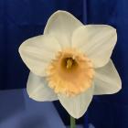 Alan Brown, of Waihola, took top honours with this daffodil, Zilch. Photos: Gillian Vine