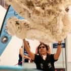 Krystal Weatherall, of Australia, throws her fleece in the senior woolhandling heats at the New...
